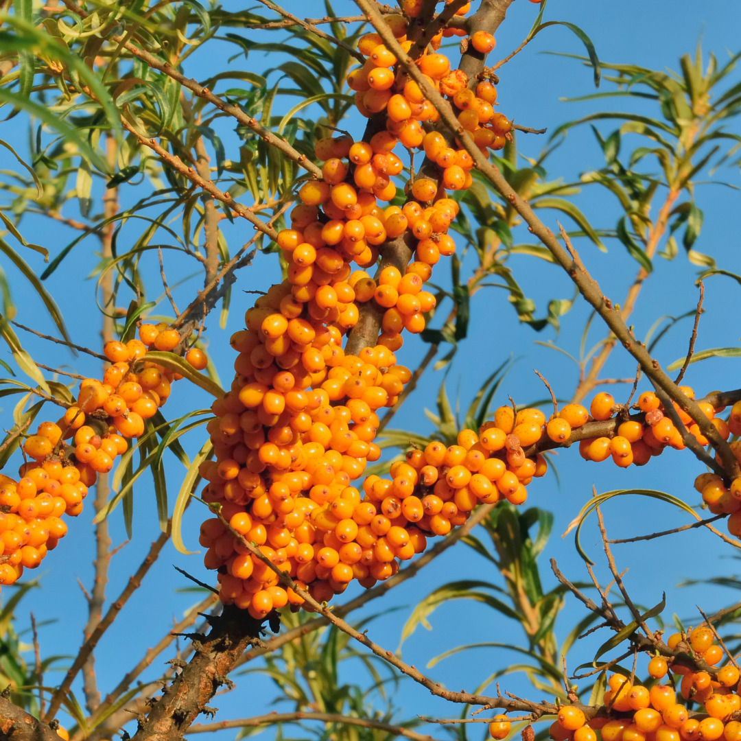 Sea Buckthorn Creates Healthy Stem Cell Activity