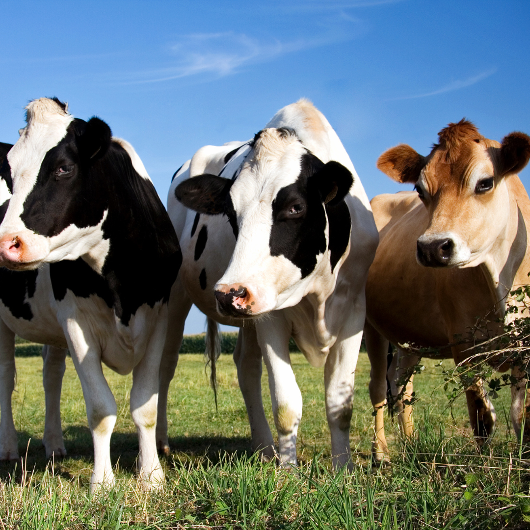 Is Tallow Really Good for Your Skin? The Other Side of the Tallow Trend