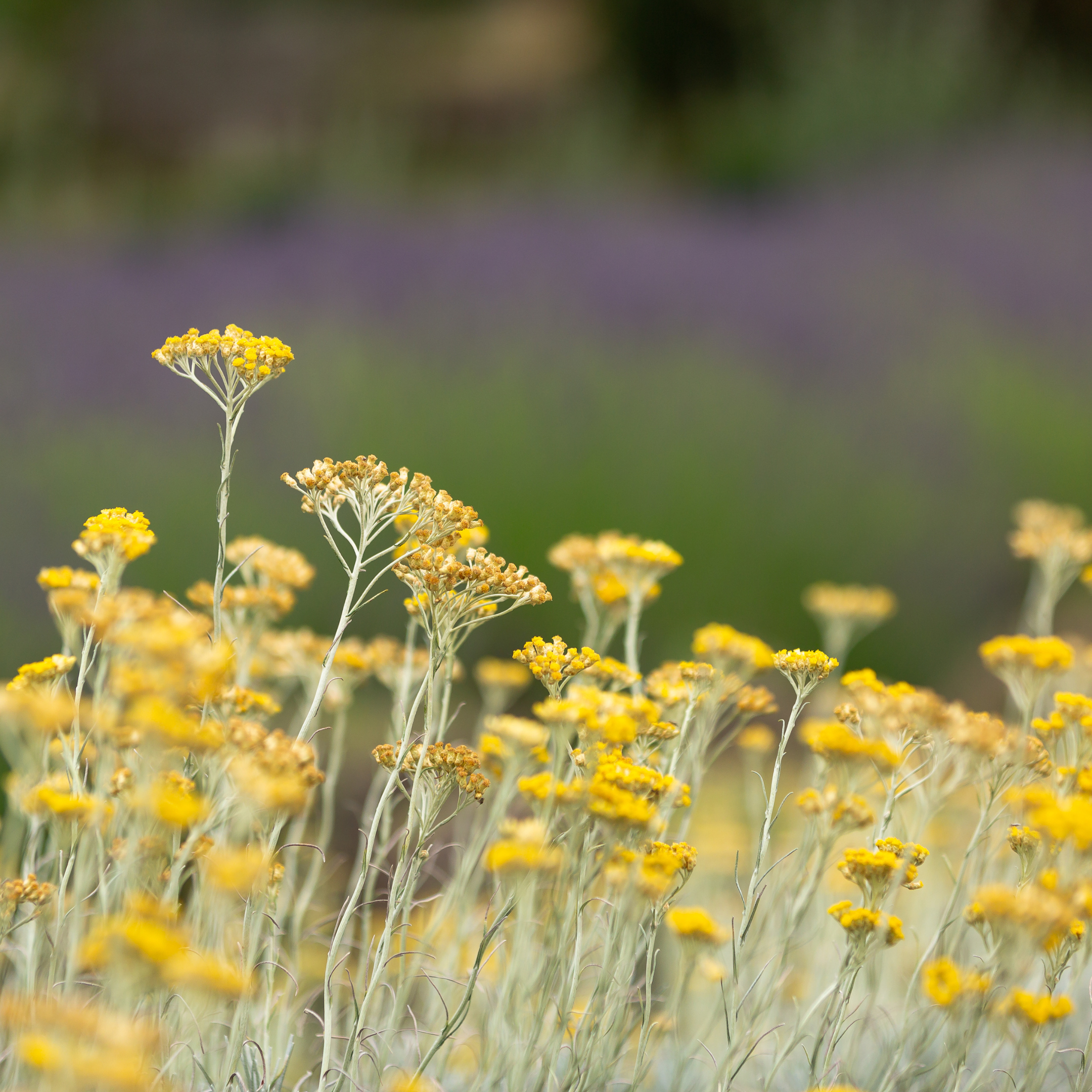 Helichrysum: The Timeless Flower of Immortality for Radiant, Ageless Skin