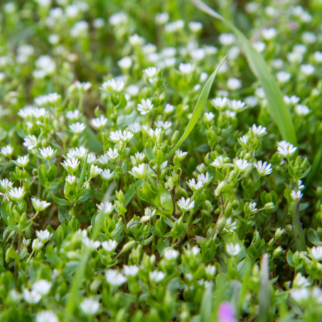 Ingredients_21_copy_4_67d79599-d46a-47a8-987b-48345c38ccec.png